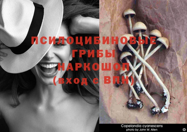 прущие крисы Баксан